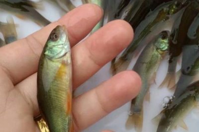 丁桂鱼的养殖技术，培育池通常在2-3亩比较合适