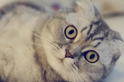 猫为什么会得湿疹,接触过敏性物质、过分舔毛等均会导致