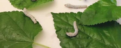 怎么养蚕,先将蚕具和蚕室进行彻底消毒