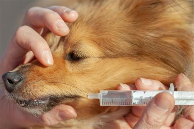 犬肺动脉瓣狭窄的症状,表现为运动时呼吸困难、肝脏肿大等