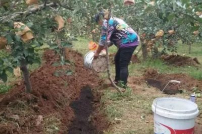 果树卷叶的原因，主要是缺少营养导致