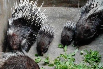 豪猪能不能人工养殖,可以养殖但要办理相关证件