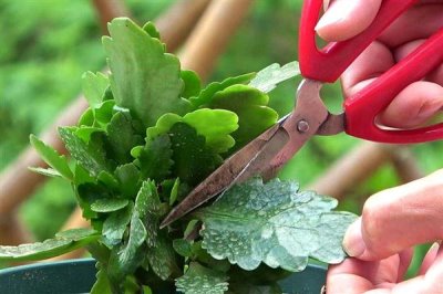 长寿花可以开多久，花期可持续90-120天左右