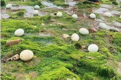 广东恩平市的特产,恩平烧饼令人百吃不厌