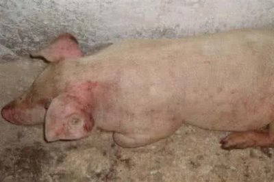 猪高热病怎么传播，蚊蝇吸血、机械带毒、病猪及其产品均是传染源