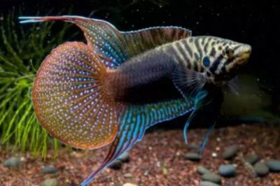 圆尾斗鱼的产地,主要分布在日本、韩国、俄国等地