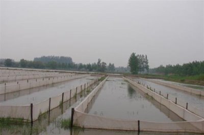 水蛭的养殖前景，当前需求较多前景广阔