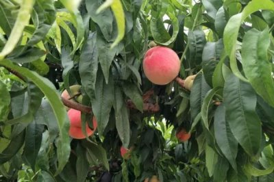 水蜜桃的种植环境，种植地的土壤要偏向微酸性