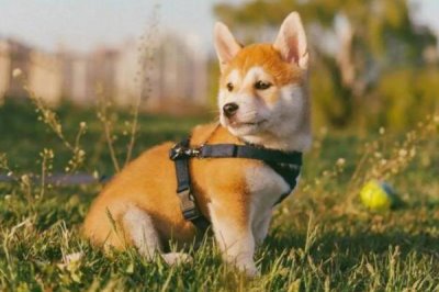 柴犬的寿命，一般可存活10-12年