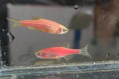 红斑马鱼褪色的原因，未投喂增色饲料、缺少光照、生病均会引起