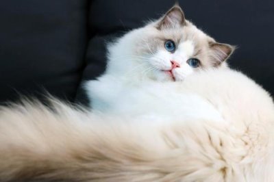 布偶猫为什么那么贵,好看且国外引进成本高昂