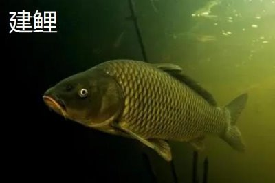 鲤鱼的寿命有多少年,有人把鲤鱼当作神物