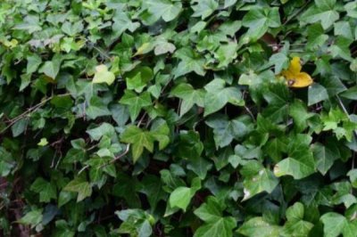 洋常春藤是什么植物,是多年生常绿攀援灌木