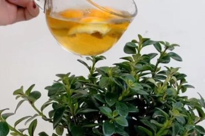 烟灰水可以浇花吗,可以但不适用于所有花卉品种