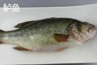 8号伊豆钩适钓鱼种,鲈鱼、黑鱼、鲶鱼等品种均可钓获
