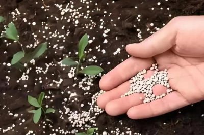 多肽尿素是长效肥吗,属于长效肥