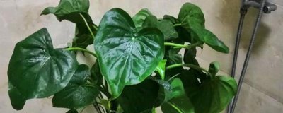 滴水观音叶子发黄的原因,可能是浇水不透彻或者盆土长期过湿