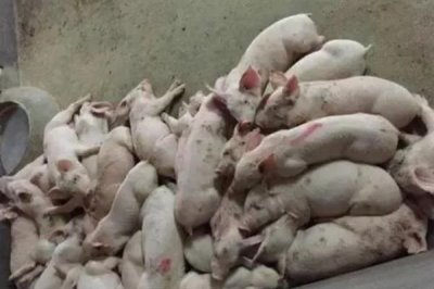 猪高热病怎么传播，蚊蝇吸血、机械带毒、病猪及其产品均是传染源