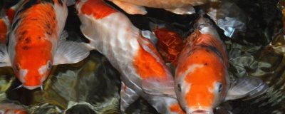 锦鲤如何过冬,首先要减少食物的投喂量