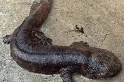 娃娃鱼对水质的要求,一般都采用的是泉水