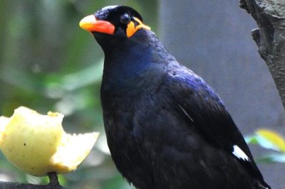 八哥拉稀怎么治疗,及时服用止泻药