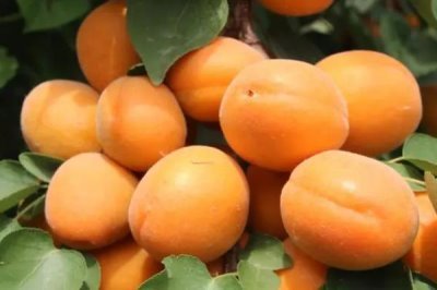 辽宁省朝阳县的特产，有朝阳绿豆、凌塔白酒等