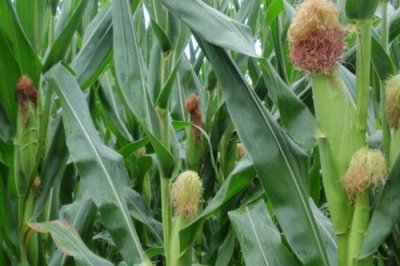 桂甜110玉米品种的特性,喇叭口期注意防治玉米虫害