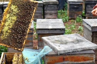 养蜂有没有补贴,取决于当地的政策