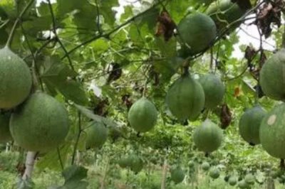 瓜蒌的种植要点,移栽要在无霜期后尽早进行