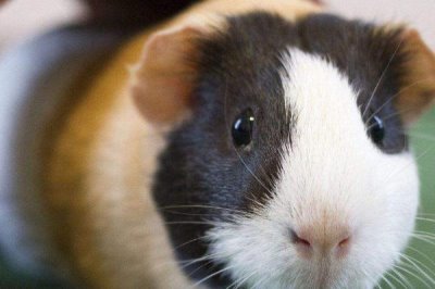 荷兰猪是什么动物,是啮齿动物