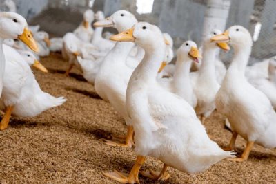 鸭子圈养技术,选择优良的品种是关键