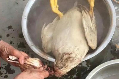 一只鸭子多少斤，成年后通常在3-5斤左右