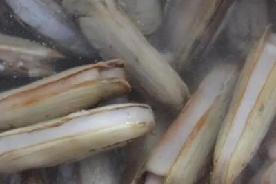 蛏子大批死亡的原因及预防方法,养殖环境差、密度大都会导致其死亡