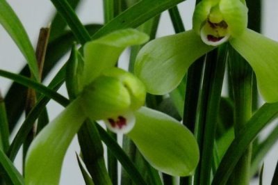 墨兰冬季长花苞可以施肥吗，温度维持在10℃可施肥