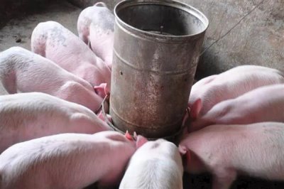 小猪出生多久不用保温箱,出生30天后可正常饲养