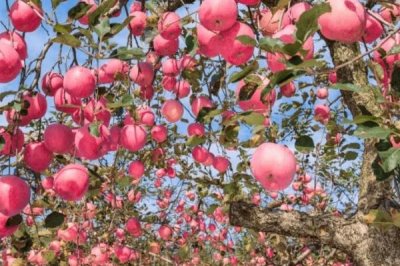 苹果个头小的原因,可能是施肥过剩或病虫害影响等