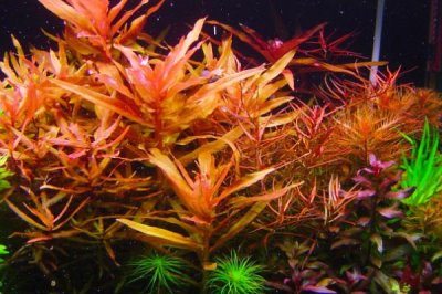 养孔雀鱼用什么水草,可选择阿根廷蜈蚣草、红柳、水芋等