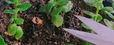 新苗长寿花的修剪方法，株高达到4-6厘米时摘除顶部的幼芽