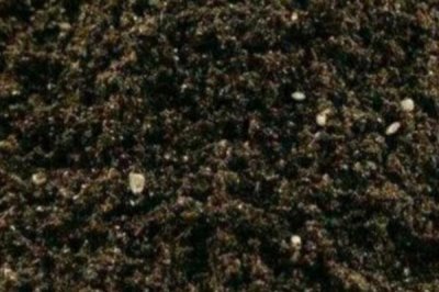 辣椒的育苗技术，种植前需浸种8小时左右