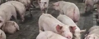 北方冬天怎么给猪圈增温，安装供暖设备可以提高温度