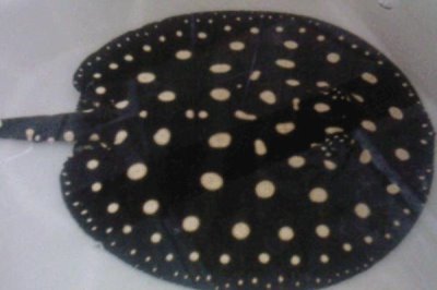 10公分的魟鱼一个月能长多少,一个月可以增长1-2公分左右