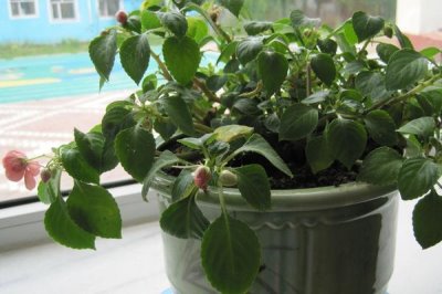 水梅花怎么养，从光照温度水分施肥等方面着手