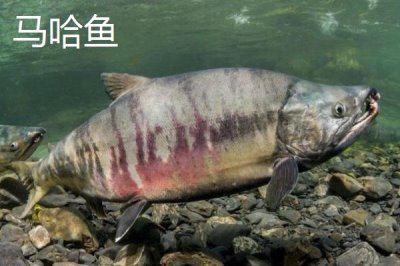 东北冷水鱼的品种,常见这5种