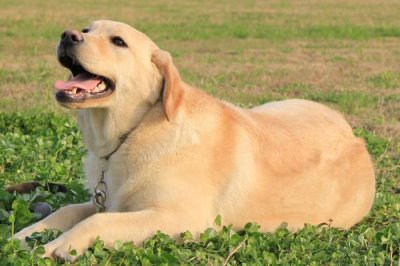 拉布拉多几个月能认主人,快的一个星期就能认主人了