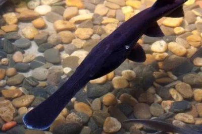 淡水能养殖鸭嘴鱼吗,只要水质符合就可以养