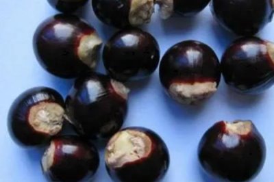 种植龙眼怎么育苗,需经过浸种催芽后再播种