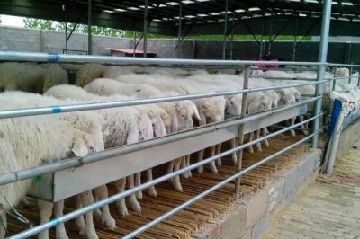 肉羊的养殖效益会受到哪些因素的影响,羊只的品种是首要因素