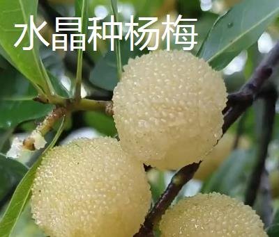 杨梅苗的价格,价格在4-300元一棵不等