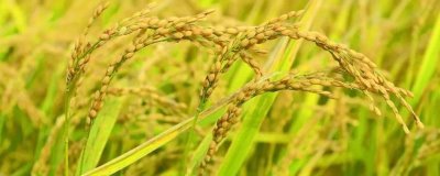 浙杭优K511水稻种子简介，注意病虫害防治