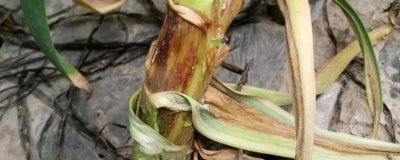 大蒜软腐病怎么治,发病初期用可杀得可湿性微粒粉剂效果好